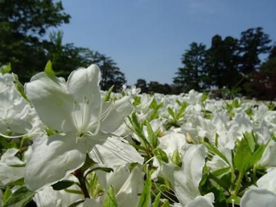 ’16白つつじ情報　最終回（まとめ）