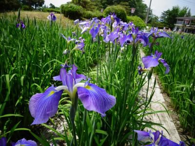 ’16あやめ公園開花情報（6月7日）