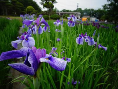’16あやめ公園開花情報（6月9日）