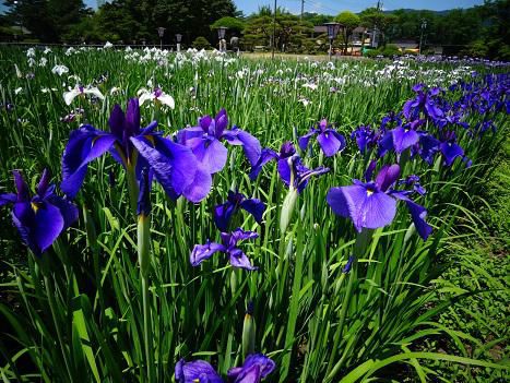 ’16あやめ公園開花情報（6月10日）