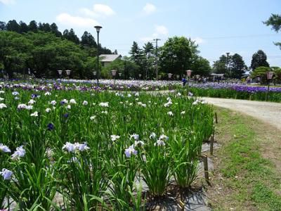 ’16あやめ公園開花情報（6月15日）