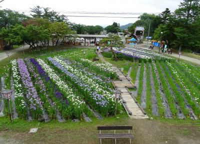 ’16あやめ公園開花情報（6月16日）