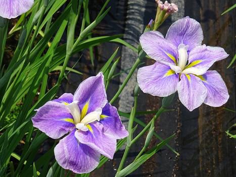 ’16あやめ公園開花情報（6月20日）