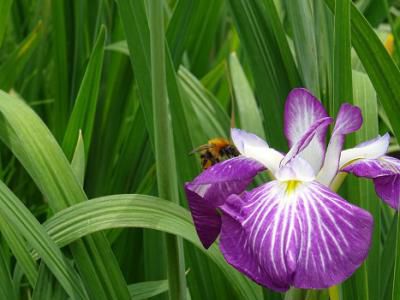 ’16あやめ公園開花情報（6月21日）