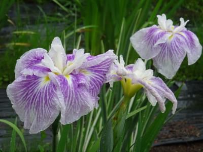 ’16あやめ公園開花情報（6月23日）