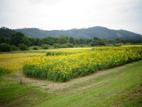 菊芋が見頃を迎えております！