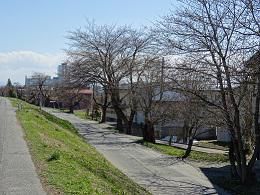 ’17長井市内の桜開花情報（4月13日）