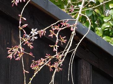 ’17長井市内の桜の開花情報（4月14日）