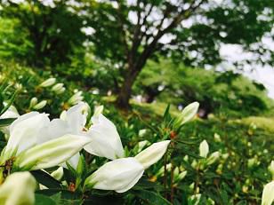 ’17白つつじ開花情報（5月12日）