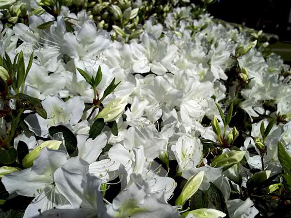 '17つつじ開花状況(5月17日)