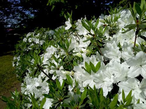 '17つつじ開花状況(5月18日)
