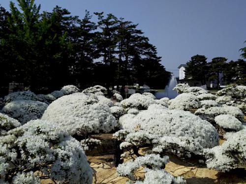 '17つつじ開花状況(5月23日)