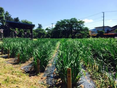 ’17あやめ公園開花情報（6月6日）