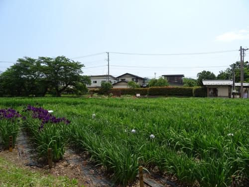 ’17あやめ公園開花情報（6月10日）