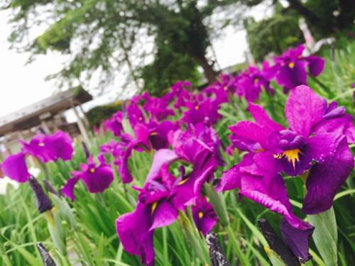 ’17あやめ公園開花情報（6月13日）