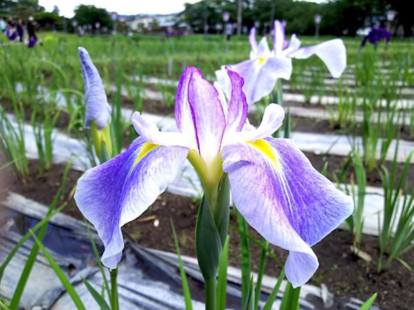 ’17あやめ公園開花情報（6月14日）