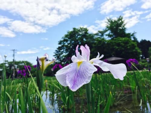 ’17あやめ公園開花情報（6月15日）