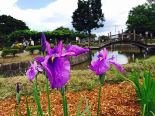 ’17あやめ公園開花情報（6月16日）
