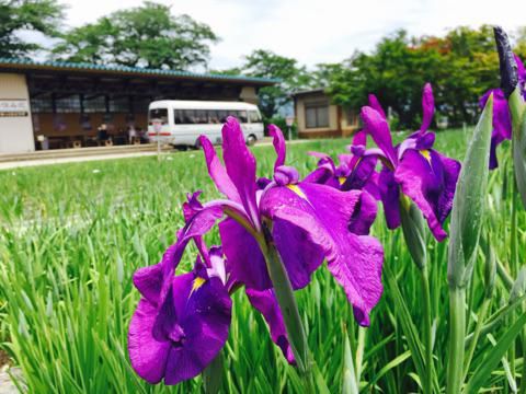 ’17あやめ公園開花情報（6月19日）