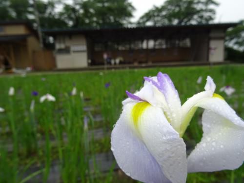 ’17あやめ公園開花情報（6月21日）