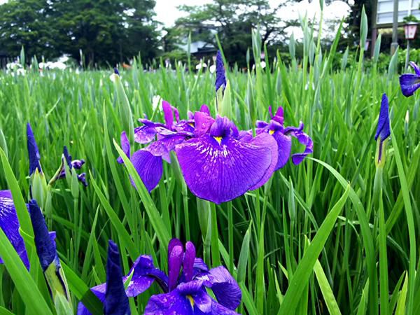 ’17あやめ公園開花情報(6月22日)