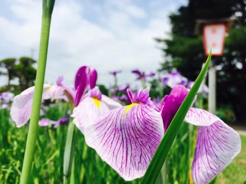 ’17あやめ公園開花情報(6月23日)