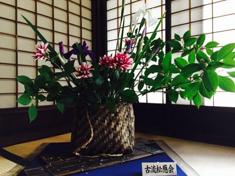 丸大扇屋で「あやめ大華展」開催中！