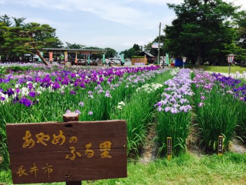 ’17あやめ公園開花情報(6月27日)