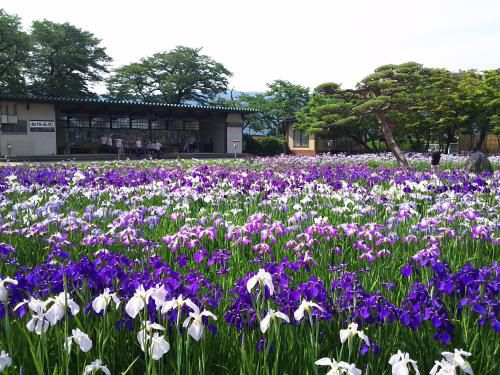 ’17あやめ公園開花情報(6月29日)