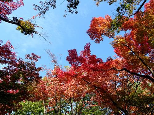 【ながい】'17 紅葉状況【もみじ回廊】