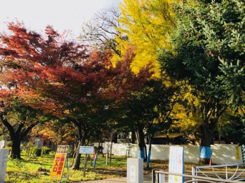'17 紅葉情報【もみじ回廊】