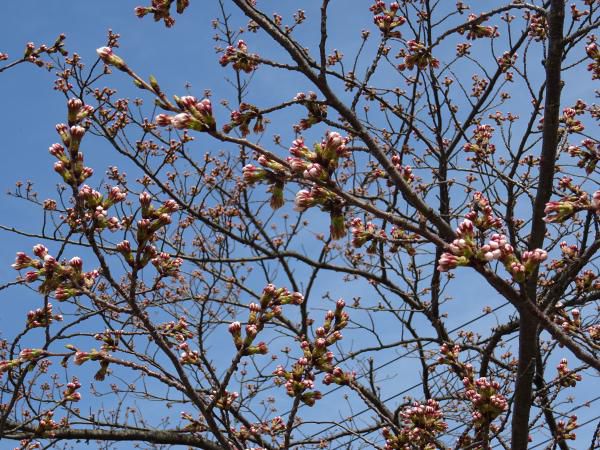 '18 長井市内の桜開花情報(4月6日)