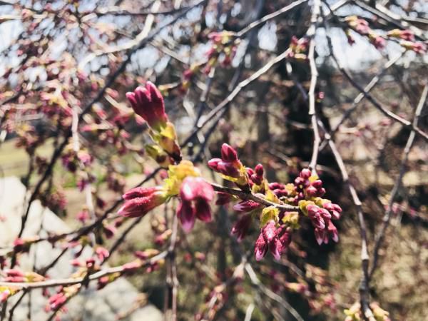 ’18長井市内の桜開花情報（4月10日）