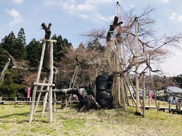 ’18長井市内の桜開花情報（4月12日）