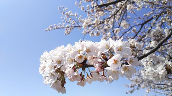 '18 長井市内の桜開花情報（4月16日）