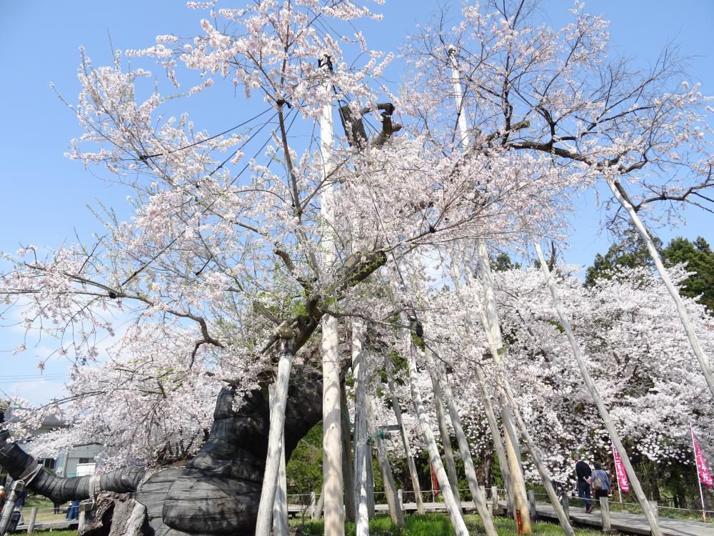 '18 長井市内の桜開花情報（4月20日）