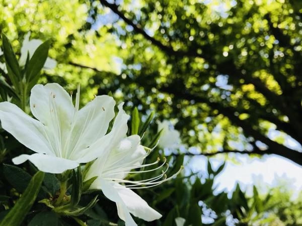 '18つつじ開花状況　(5月11日)