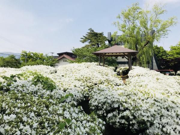 '18つつじ開花状況　(5月15日)