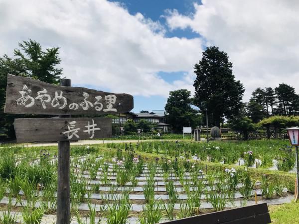 ’18あやめ公園開花情報（6月15日）
