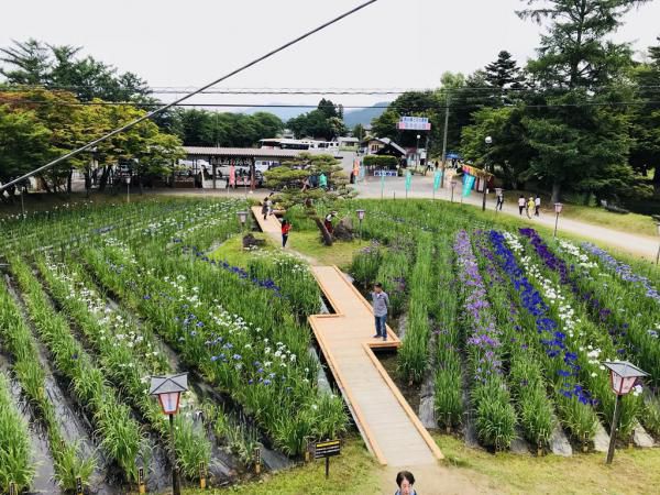 ’18あやめ公園開花情報（6月18日)