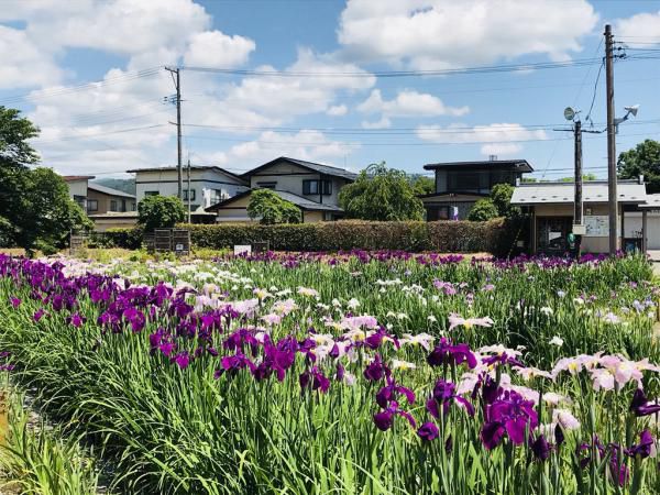 ’18あやめ公園開花情報（6月19日)
