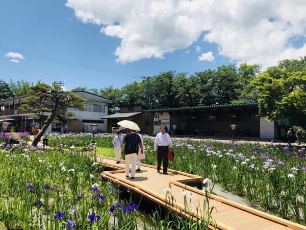 ’18あやめ公園開花情報（6月22) 