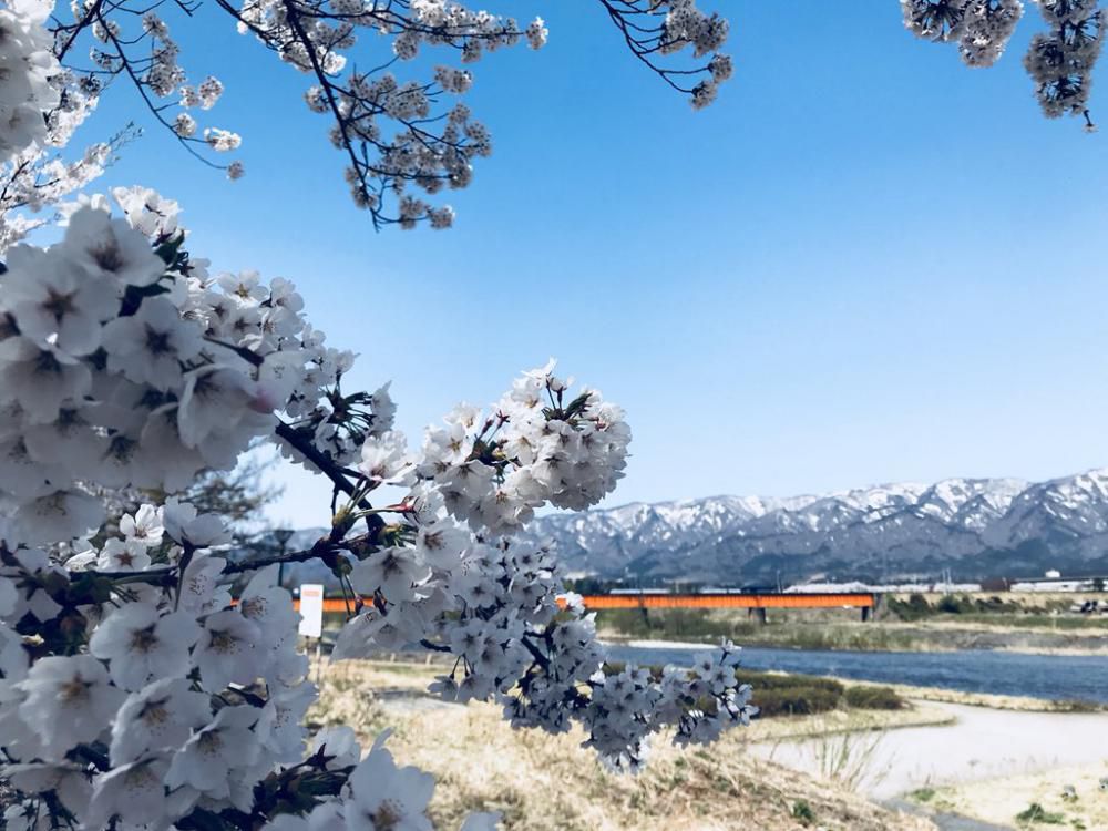’19長井市内の桜開花情報（4月11日)