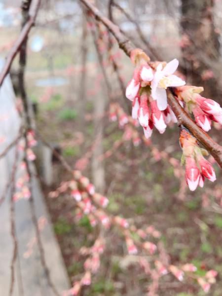 ’19長井市内の桜開花情報（4月15日)