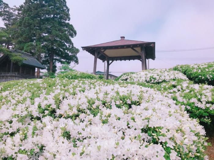 '19つつじ開花状況　(5月16日)
