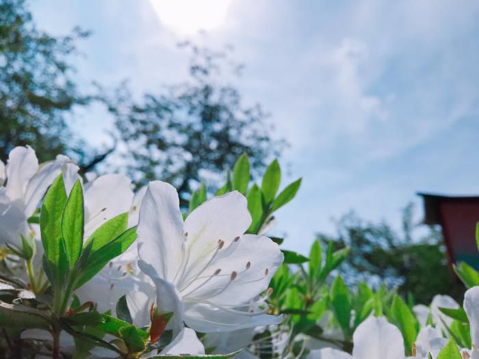 '19つつじ開花状況　(5月17日)
