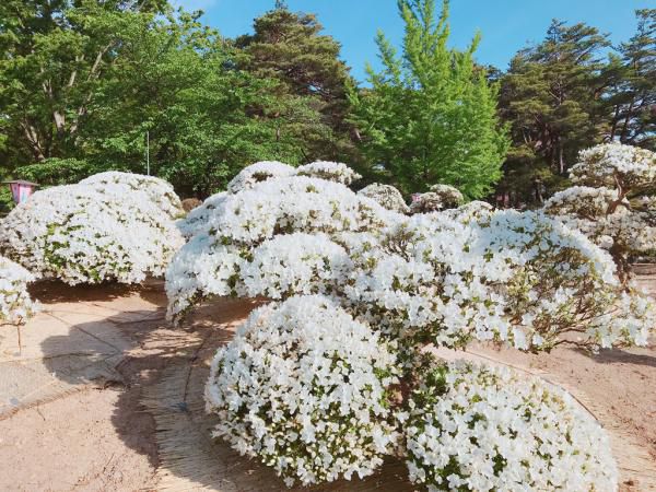 '19つつじ開花状況　(5月20日)
