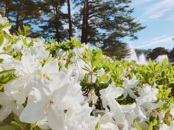 '19つつじ開花状況　(5月23日)