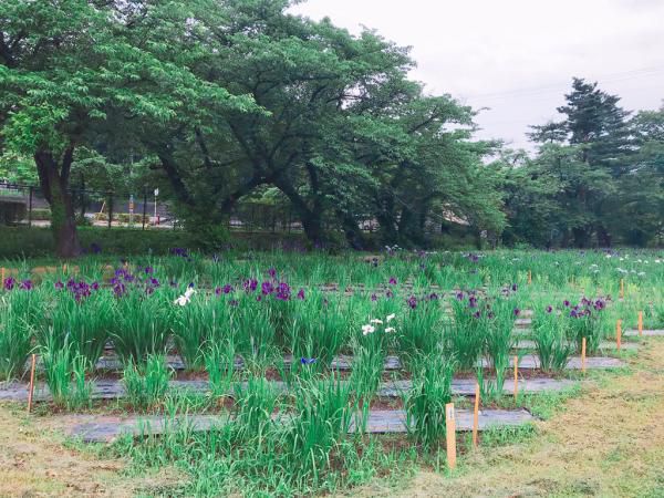 ’19あやめ公園開花情報（6月7日)