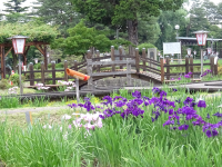 ’19あやめ公園開花情報（6月10日)